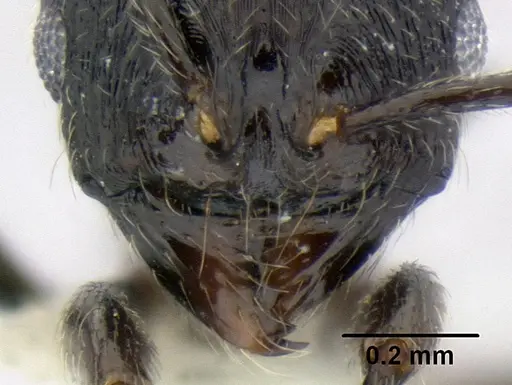 Stenamma stictosomum specimen CASENT0606221 image casent0606221_3