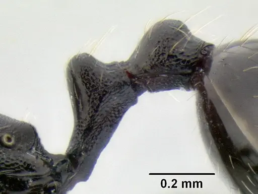 Stenamma stictosomum specimen CASENT0606221 image casent0606221_5