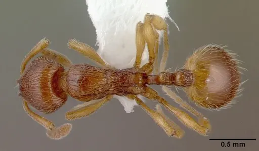 Stenamma striatulum specimen CASENT0010683 image casent0010683_1