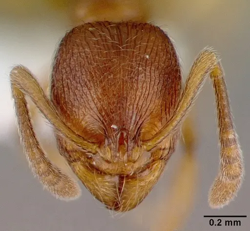 Stenamma striatulum specimen CASENT0010683 image casent0010683_2