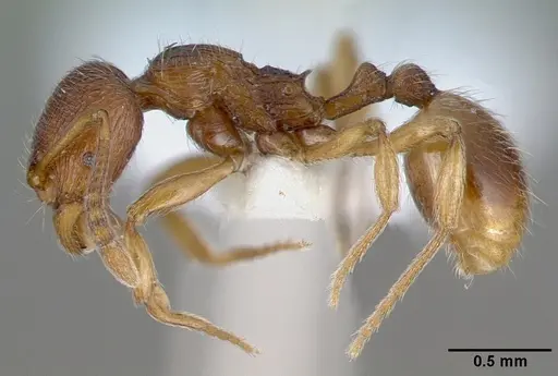 Stenamma striatulum specimen CASENT0010683 image casent0010683_3