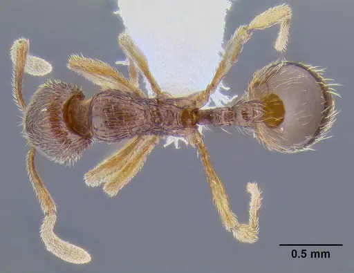 Stenamma striatulum specimen CASENT0106294 image casent0106294_1