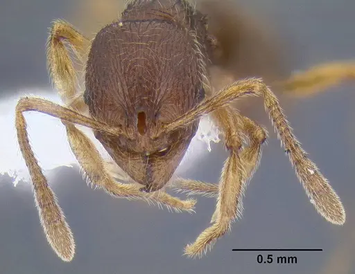 Stenamma striatulum specimen CASENT0106294 image casent0106294_2