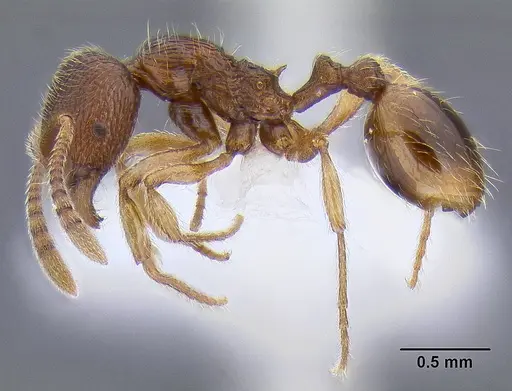 Stenamma striatulum specimen CASENT0106294 image casent0106294_3