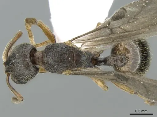 Stenamma striatulum specimen CASENT0906109 image casent0906109_1