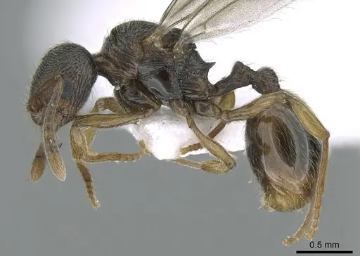 Stenamma striatulum specimen CASENT0906109 image casent0906109_3