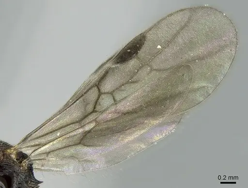 Stenamma striatulum specimen CASENT0906109 image casent0906109_4