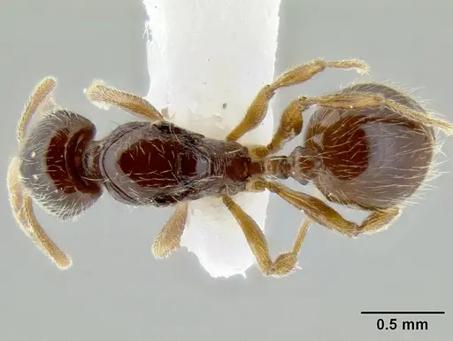 Stenamma tiburon specimen CASENT0622423 image casent0622423_1