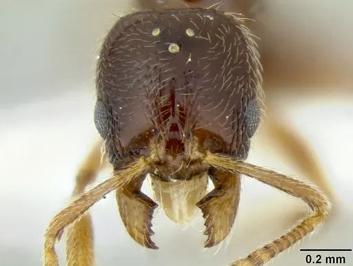 Stenamma tiburon specimen CASENT0622423 image casent0622423_2
