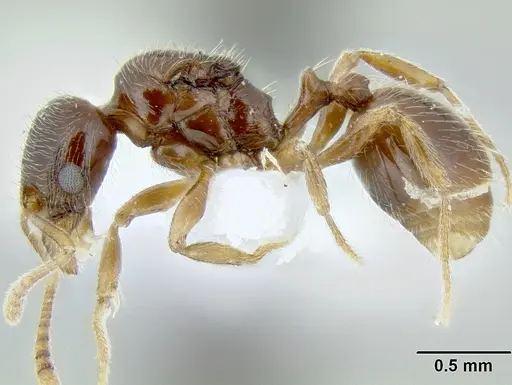 Stenamma tiburon specimen CASENT0622423 image casent0622423_3