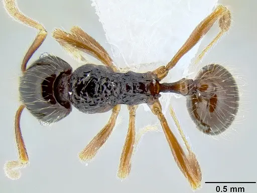 Stenamma tico specimen CASENT0600101 image casent0600101_1