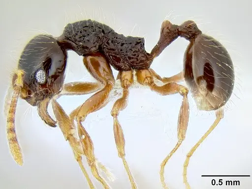 Stenamma tico specimen CASENT0600101 image casent0600101_3