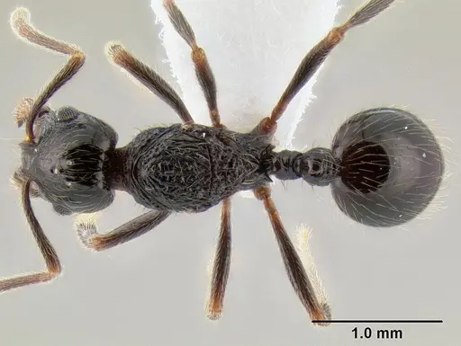 Stenamma tico specimen CASENT0600122 image casent0600122_1