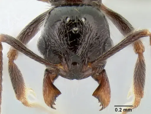 Stenamma tico specimen CASENT0600122 image casent0600122_2