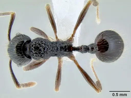 Stenamma tico specimen CASENT0622416 image casent0622416_1