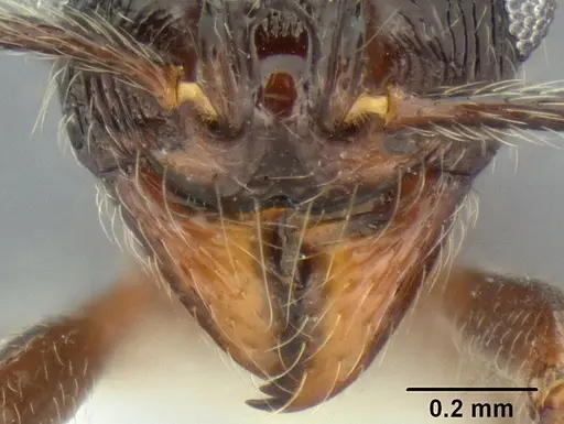 Stenamma tico specimen CASENT0622416 image casent0622416_3