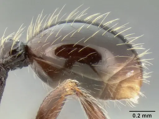 Stenamma tico specimen CASENT0622416 image casent0622416_5