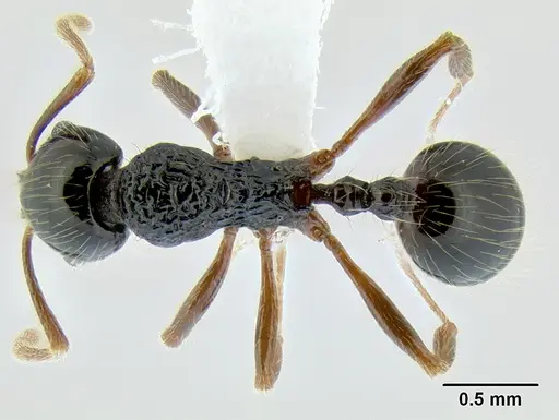Stenamma tico specimen CASENT0622571 image casent0622571_1