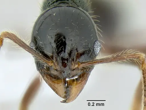 Stenamma tico specimen CASENT0622571 image casent0622571_2