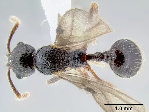 Stenamma tico specimen INB0003732299 image inb0003732299_1