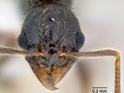 Stenamma tico specimen INB0003732299 image inb0003732299_2