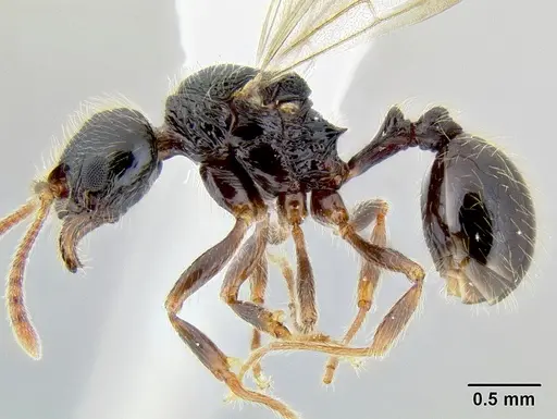 Stenamma tico specimen INB0003732299 image inb0003732299_3