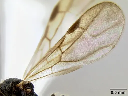 Stenamma tico specimen INB0003732299 image inb0003732299_4