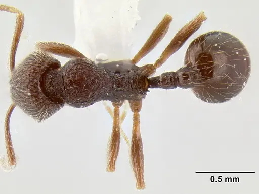 Stenamma vexator specimen CASENT0126485 image casent0126485_1