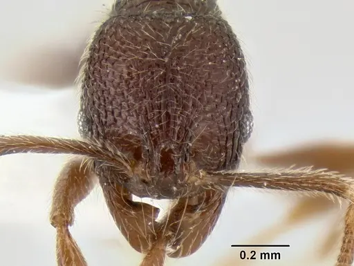 Stenamma vexator specimen CASENT0126485 image casent0126485_2
