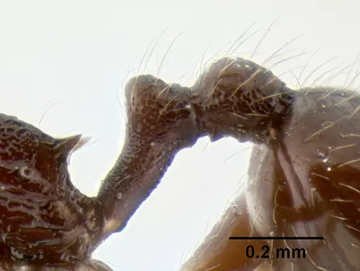 Stenamma vexator specimen CASENT0126485 image casent0126485_5