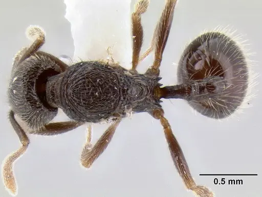 Stenamma vexator specimen CASENT0126490 image casent0126490_1