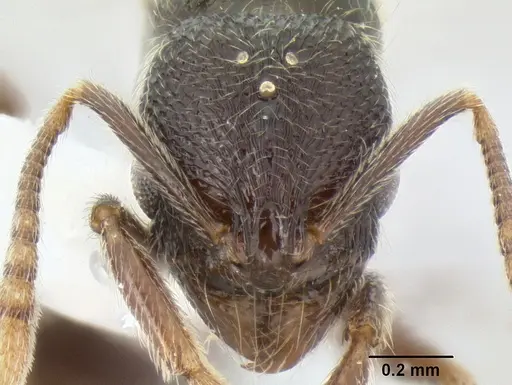 Stenamma vexator specimen CASENT0126490 image casent0126490_2