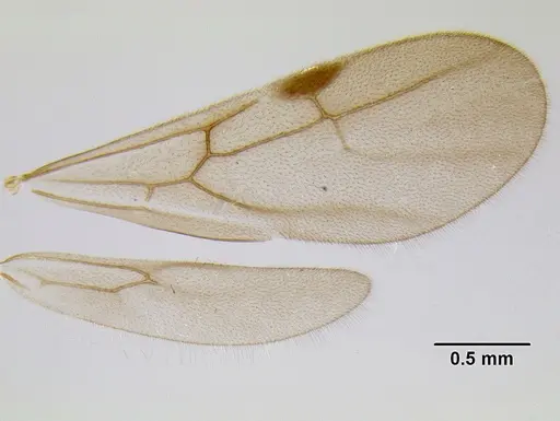 Stenamma vexator specimen CASENT0126490 image casent0126490_4