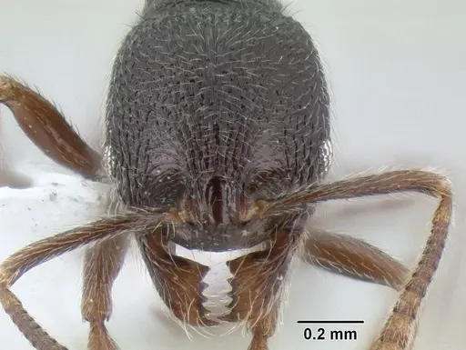 Stenamma vexator specimen CASENT0604610 image casent0604610_2