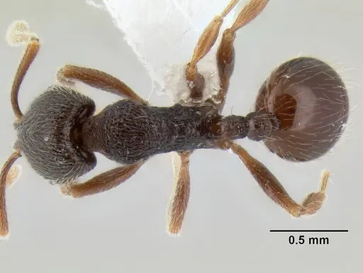 Stenamma vexator specimen CASENT0604641 image casent0604641_1