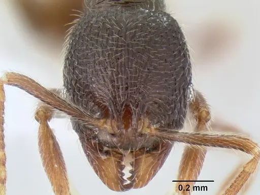 Stenamma vexator specimen CASENT0604641 image casent0604641_2
