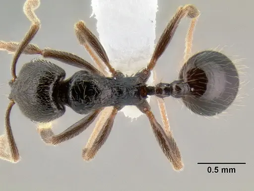 Stenamma vexator specimen CASENT0605506 image casent0605506_1