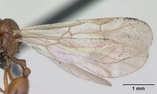 Stenamma westwoodii specimen CASENT0173134 image casent0173134_4