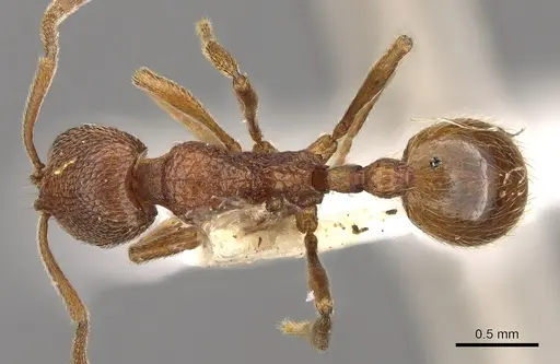 Stenamma westwoodii specimen CASENT0901339 image casent0901339_1
