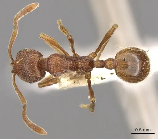 Stenamma westwoodii specimen CASENT0901339 image casent0901339_2
