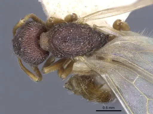 Stenamma westwoodii specimen CASENT0916918 image casent0916918_1