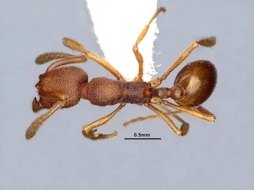 Stenamma wheelerorum specimen CASENT0884438 image casent0884438_1