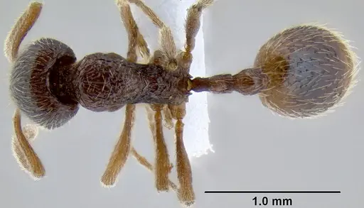 Stenamma wilsoni specimen ANTWEB1008038 image antweb1008038_1