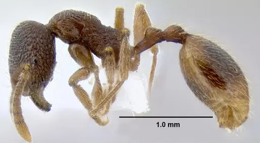 Stenamma wilsoni specimen ANTWEB1008038 image antweb1008038_3