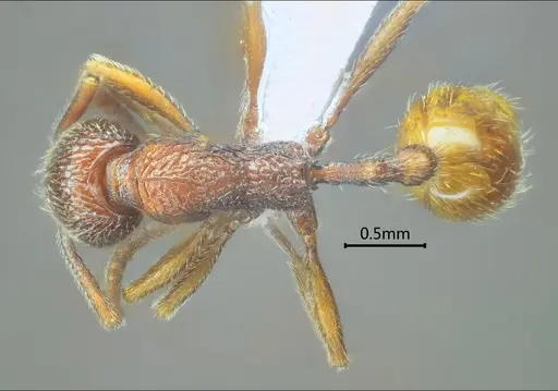 Stenamma wumengense specimen ANTWEB1060576 image antweb1060576_1