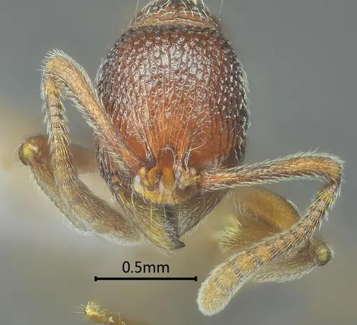 Stenamma wumengense specimen ANTWEB1060576 image antweb1060576_2