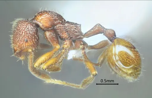 Stenamma wumengense specimen ANTWEB1060576 image antweb1060576_3