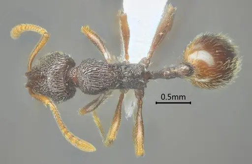 Stenamma yaluzangbum specimen ANTWEB1060577 image antweb1060577_1