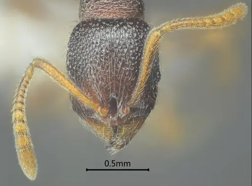 Stenamma yaluzangbum specimen ANTWEB1060577 image antweb1060577_2