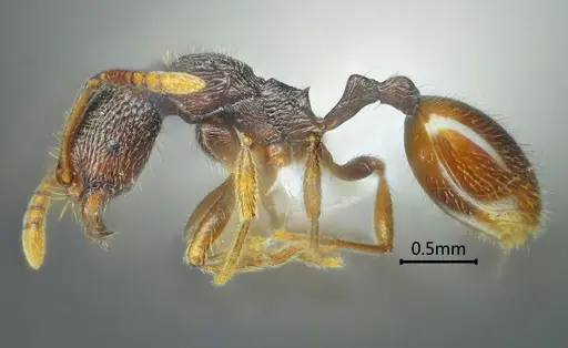 Stenamma yaluzangbum specimen ANTWEB1060577 image antweb1060577_3